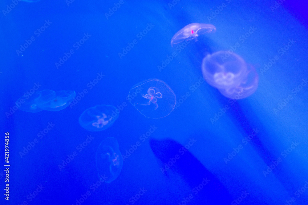 jellyfish floating in the aquarium jellyfish floating in the aquarium