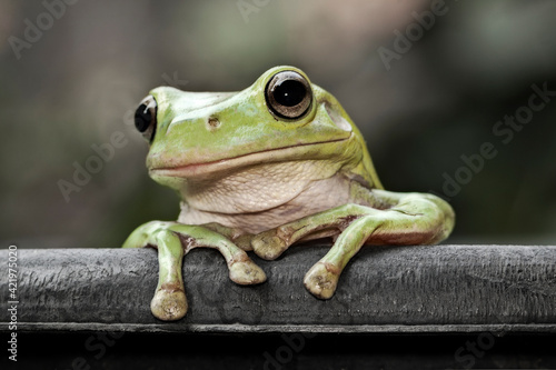 Fotografiet Dumpy Frog Looking At To Camera