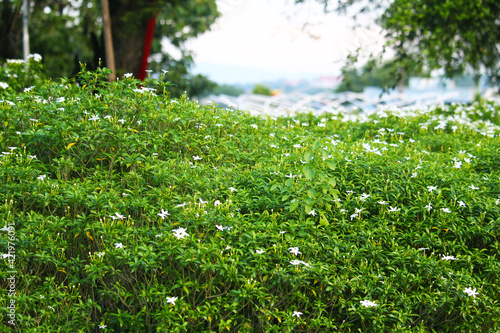 Green plants and white flowers in the city center of South Sulawesi Soppeng INDONESIA, March 14,2021 photo