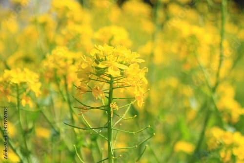 菜の花の群生