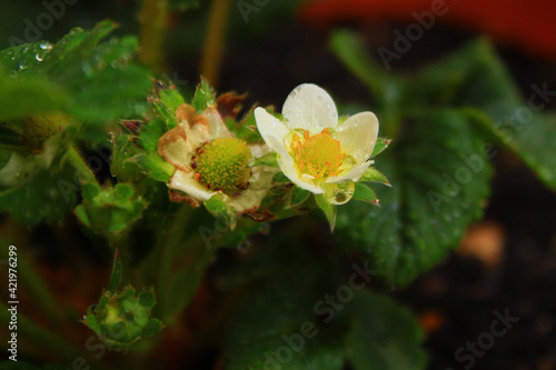 イチゴの花