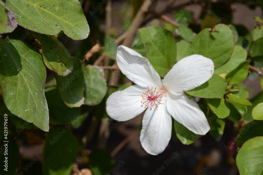 Obraz premium 花弁