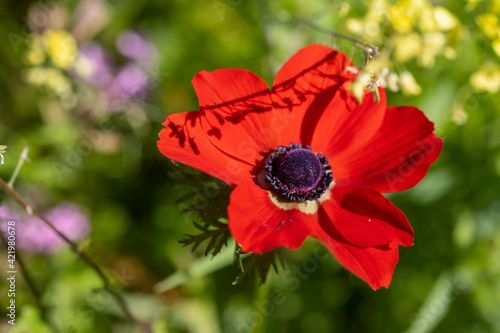 Macro shot of red anemone flower at springtime