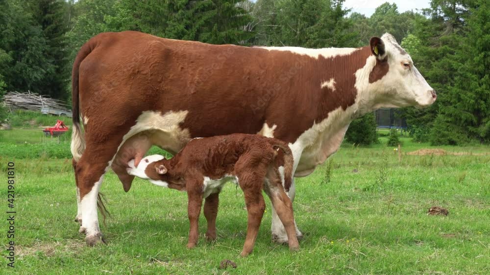 calf drinking milkfrom mother. Cow with newborn calf on green grass of meadow. calf drinking milkfrom mother. Cow with newborn calf on green grass of meadow.