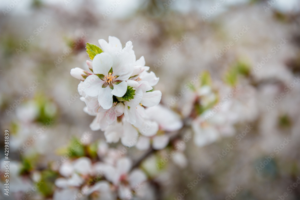Spring blossom background. Beautiful nature scene with blooming tree and sun flare. Sunny day. Spring flowers. Beautiful Orchard. Abstract blurred background. Cherry or sakura blossoms. Springtime Spring blossom background. Beautiful nature scene with blooming tree and sun flare. Sunny day. Spring flowers. Beautiful Orchard. Abstract blurred background. Cherry or sakura blossoms. Springtime