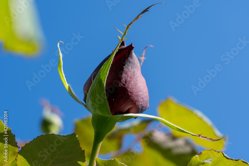 Obraz na plátně Capullo de rosa a punto de abrirse, cielo azul de fondo