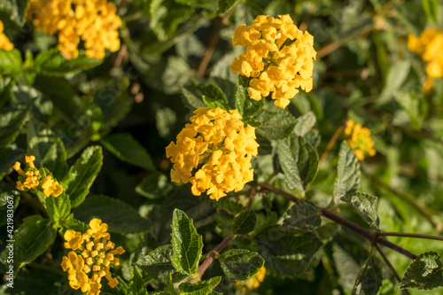 Fototapeta Fotografía horizontal lantana montevidensis amarilla