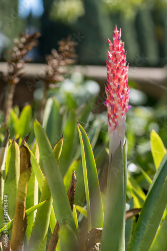 Fototapeta Aechmea glutinosa,