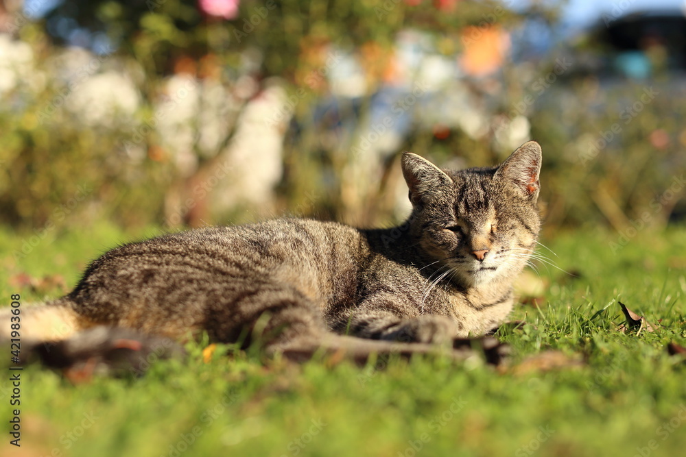 Beautiful striped cat in the garden on green grass