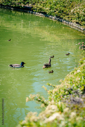 Fototapeta Patos nadando en estanque con pollitos