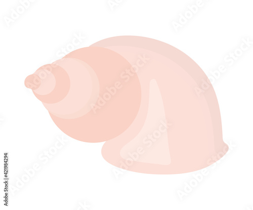 pink conch isolated