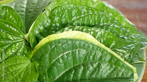 Close Up Fooatge of Wildbetal Leafbush (Piper sarmentosum Roxb.), Mostly Served With Thai Food, It has Specific Smell and Benefits for Health photo