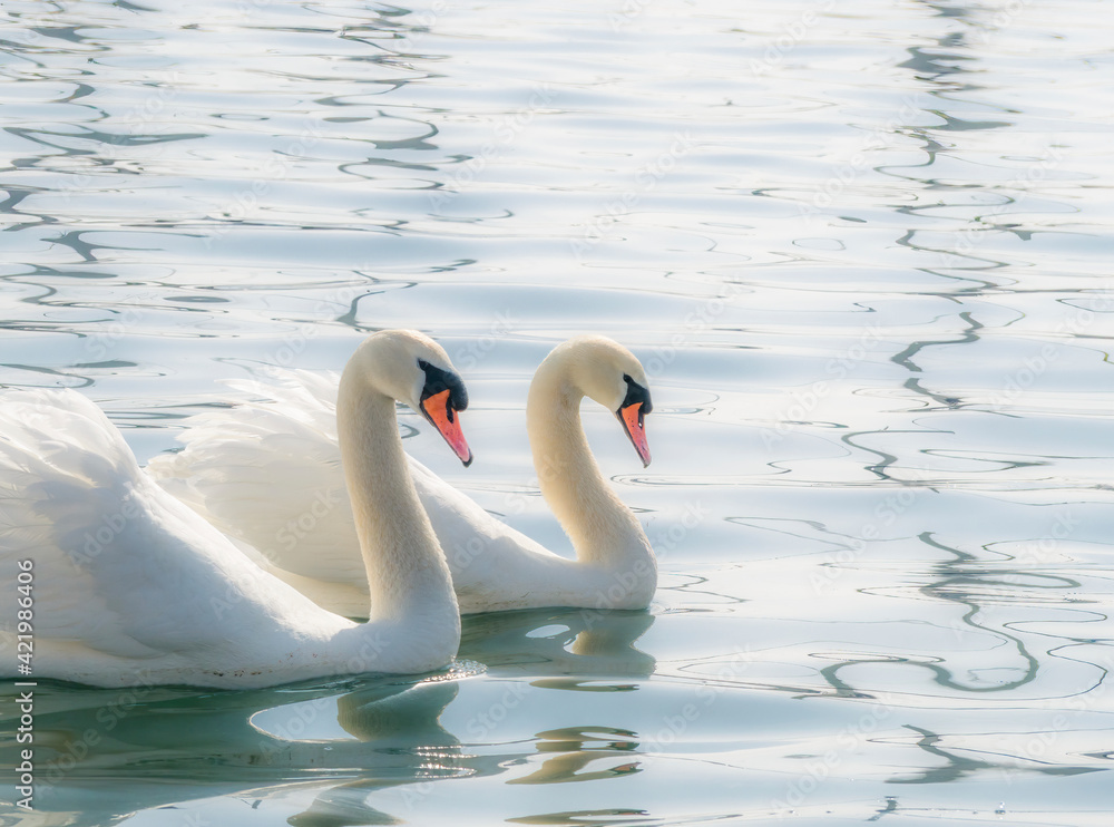 Fototapeta premium Two graceful white swans (Cygnus olor) swimming on a lake or sea