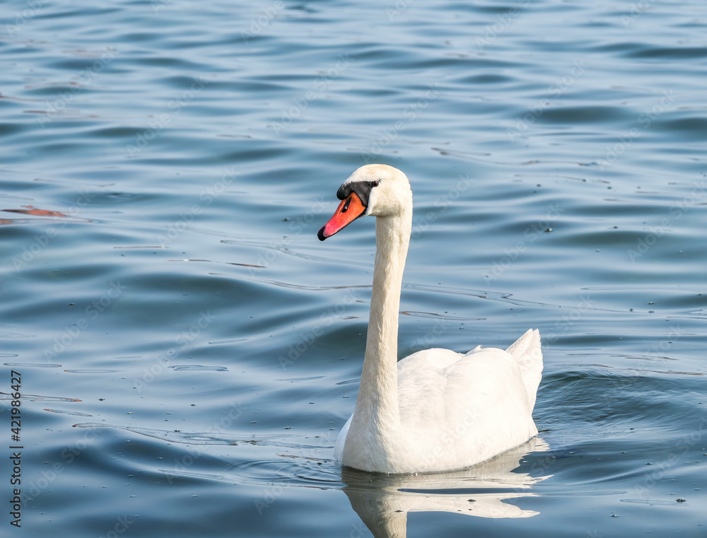 Two graceful white swans (Cygnus olor) swimming on a lake or sea Two graceful white swans (Cygnus olor) swimming on a lake or sea