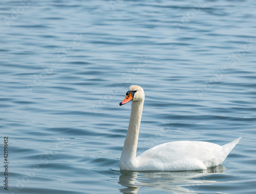 Two graceful white swans  Cygnus olor  swimming on a lake or sea