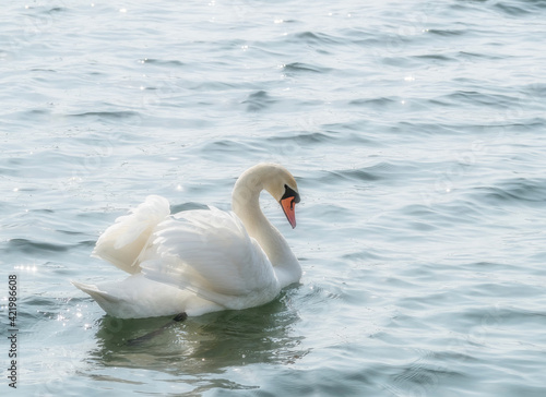 Graceful white swan  Cygnus olor  swimming on a lake or sea