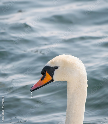 Close up portrait with the head of a white swan  Cygnus olor .