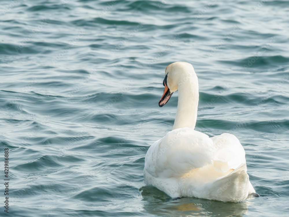 Naklejka premium Graceful white swan (Cygnus olor) swimming on a lake or sea