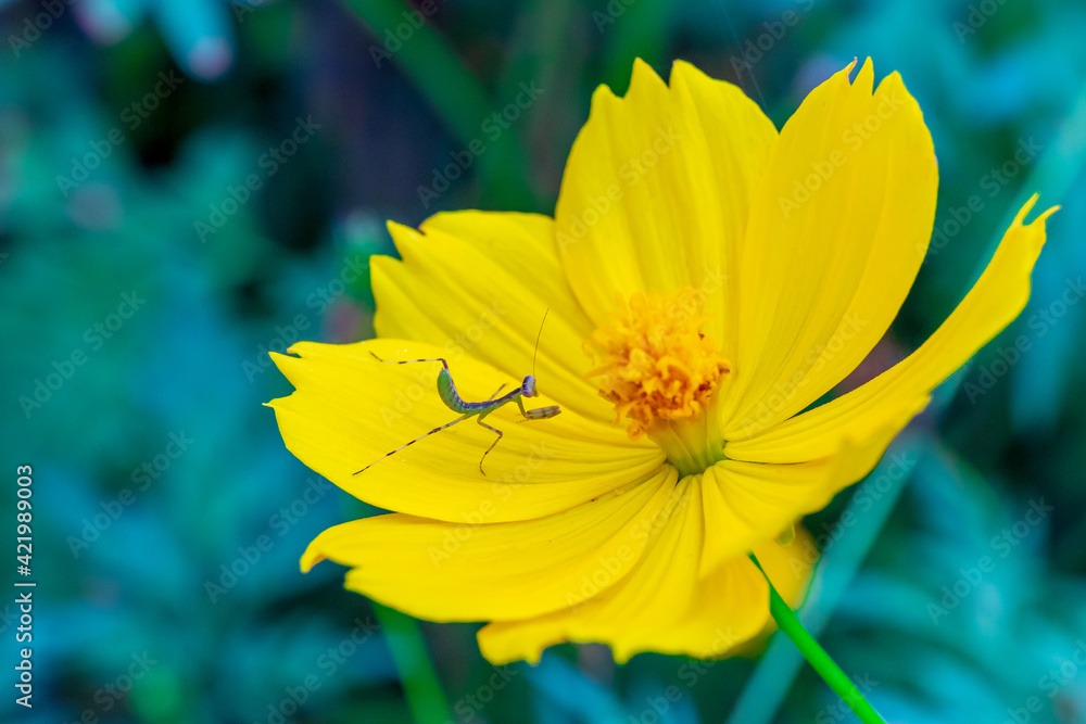 Focused on small Grasshopper bug on the Yelllow camomile or chamomile flower with yellow pollen in macro shot. Focused on small Grasshopper bug on the Yelllow camomile or chamomile flower with yellow pollen in macro shot.