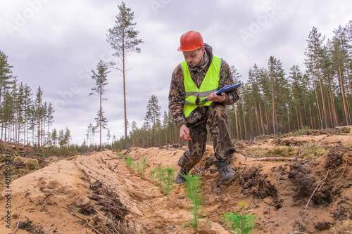 Fotografi A forest engineer checks a plot of pine saplings