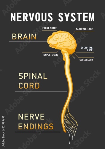 human nervous system educational scheme