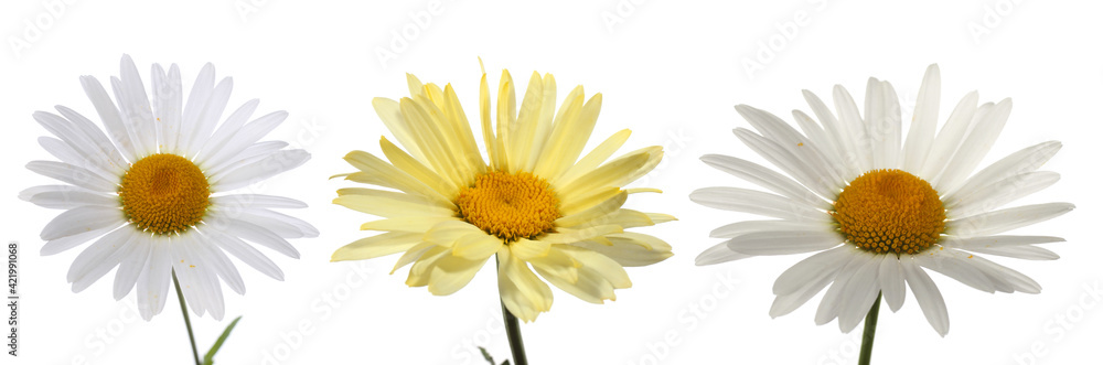 Obraz premium Camomiles isolated on white
