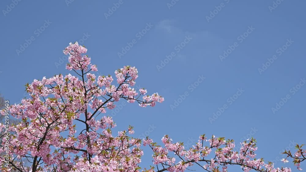 河津桜　３月中旬　栃木県