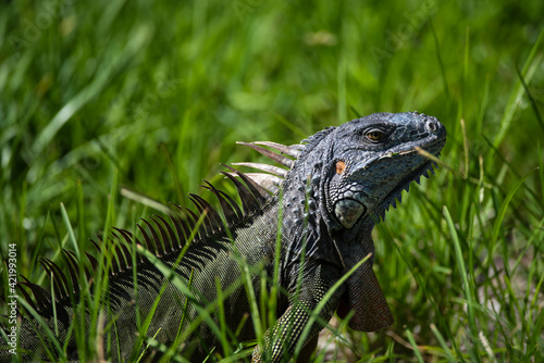 Closeup of green iguana. Lizard basking in the sun South Florida.