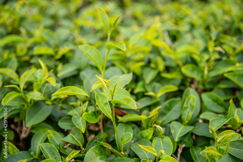 Green tea bud and fresh leaves © sihasakprachum