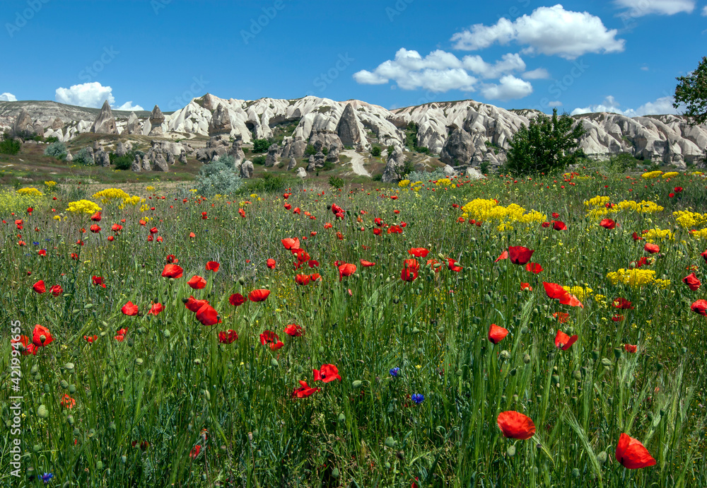  
A field of wild Turkish red poppies (Papaver Glacum) growing near Goreme in the Cappadocia region of Anatolian Turkey. In the background stand volcanic rock formations called fairy chimneys.