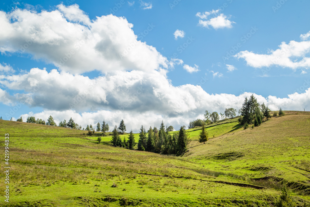 meadow with coniferous trees on a background of blue sky with clouds. Summer season. meadow with coniferous trees on a background of blue sky with clouds. Summer season.