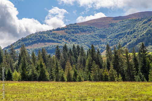 meadow with coniferous trees on a background of high mountains. Summer season.