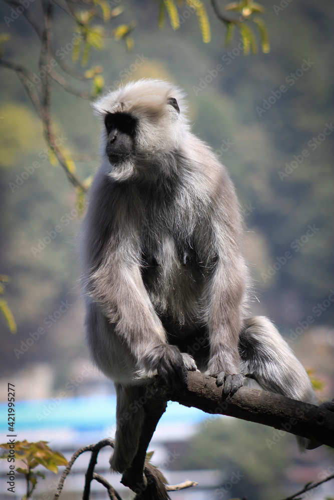 a long tailed macaque sitting at nainital
