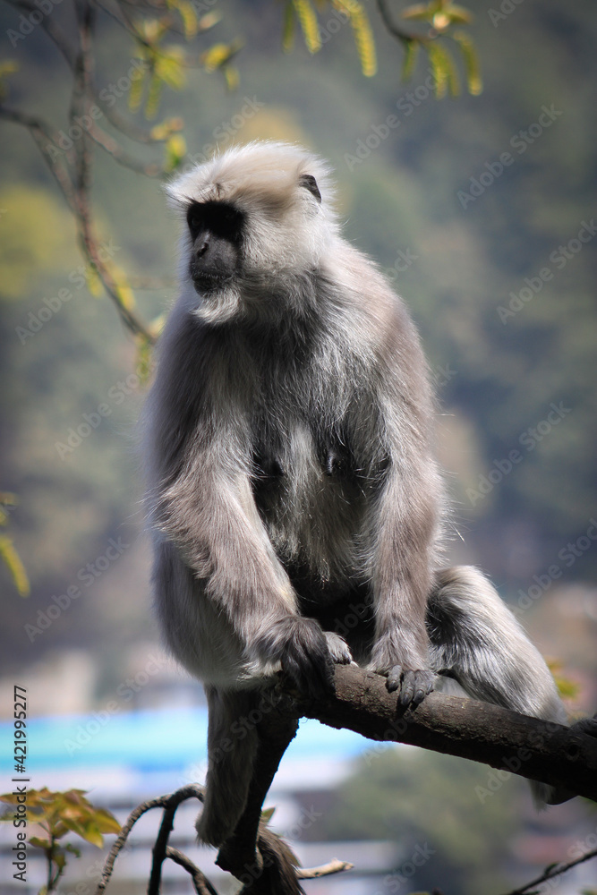 Obraz premium a long tailed macaque sitting at nainital