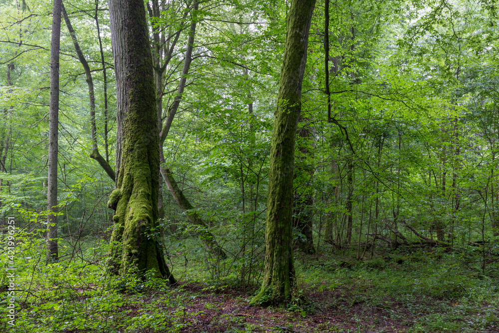 Naklejka premium Natural deciduous tree stand