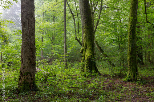 Natural deciduous tree stand