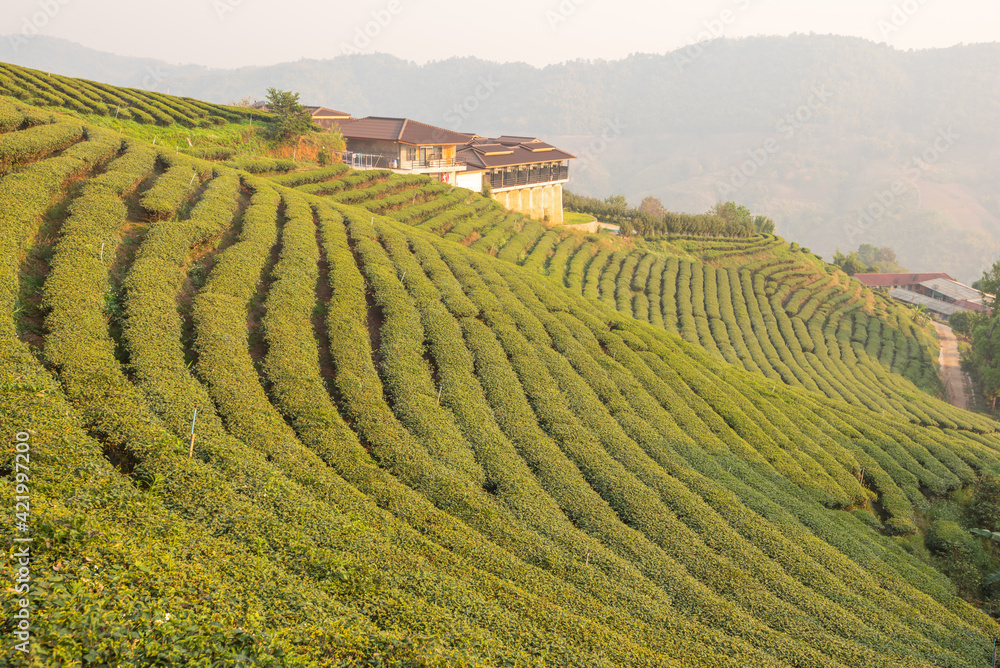 The tea plantations background in morning light