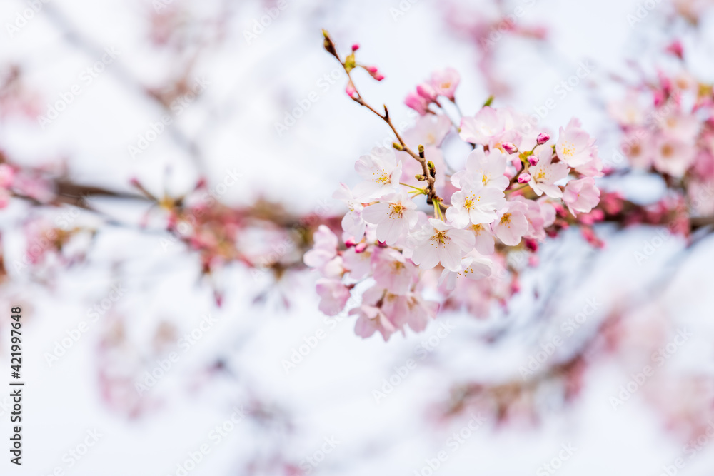 春、満開の桜と蕾の共存