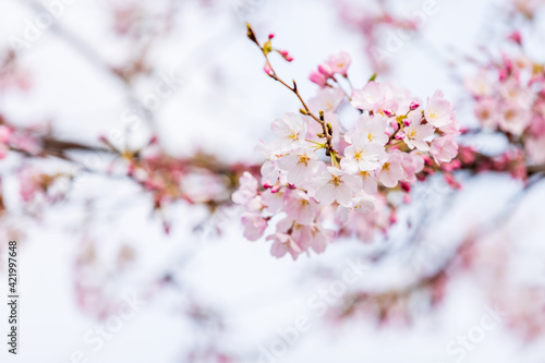 春、満開の桜と蕾の共存
