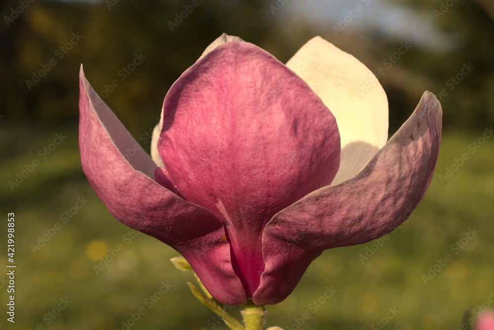 Fototapeta premium Magnolia pink flower 