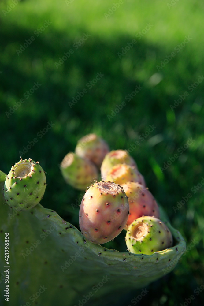Cactus fruit