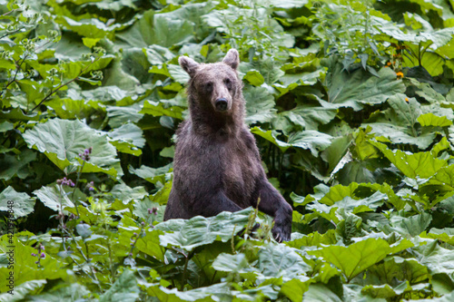 Wild Brown Bear in Transylvania, Romania © Glen