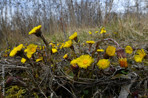 Coltsfoot // Huflattich (Tussilago farfara)