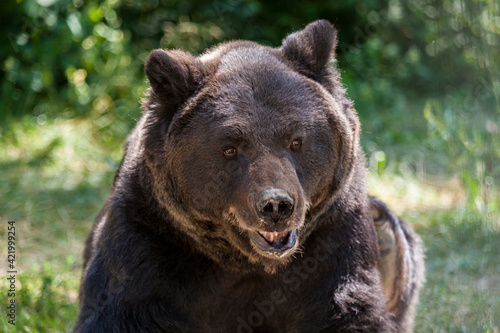Brown Bear in Romania © Glen
