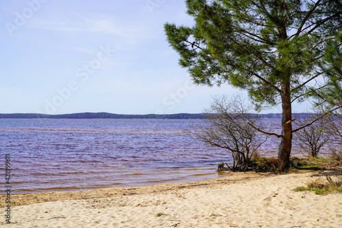 Fototapeta Naklejka Na Ścianę i Meble -  Lacanau lake sand wild beach with tree calm water in gironde france