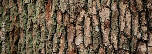 ワイド幅撮影した古い大木の樹間の模様