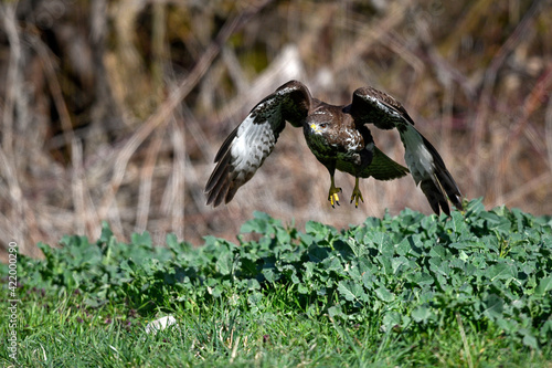 fliegender Mäusebussard (Buteo buteo) // flying Common Buzzard (Buteo buteo) photo