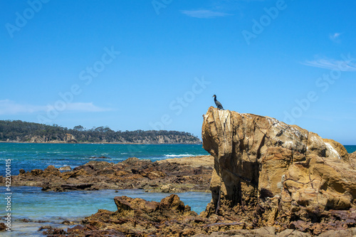 Cormorant perched on outcrop, Tomakin, NSW, Australia photo
