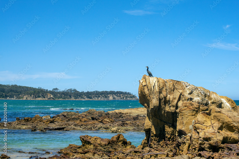 Cormorant perched on outcrop, Tomakin, NSW, Australia Cormorant perched on outcrop, Tomakin, NSW, Australia