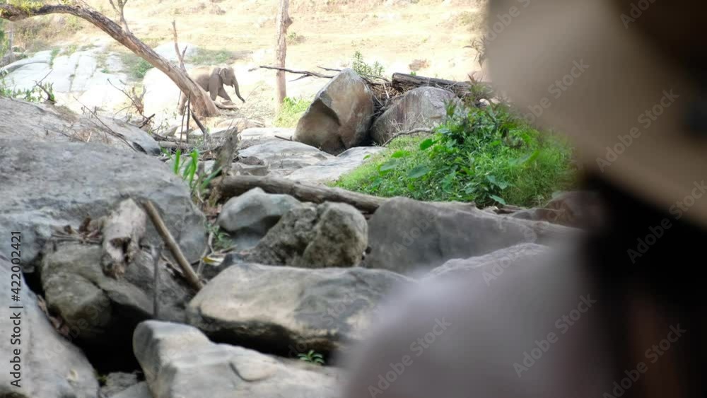 Blurred of a woman looking at an asian elephant in the forest Blurred of a woman looking at an asian elephant in the forest